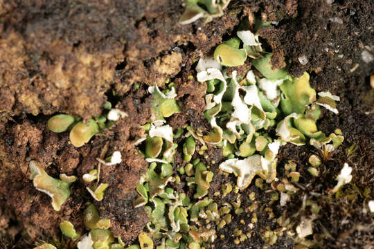 Image of Cladonia callosa Delise ex Harm.