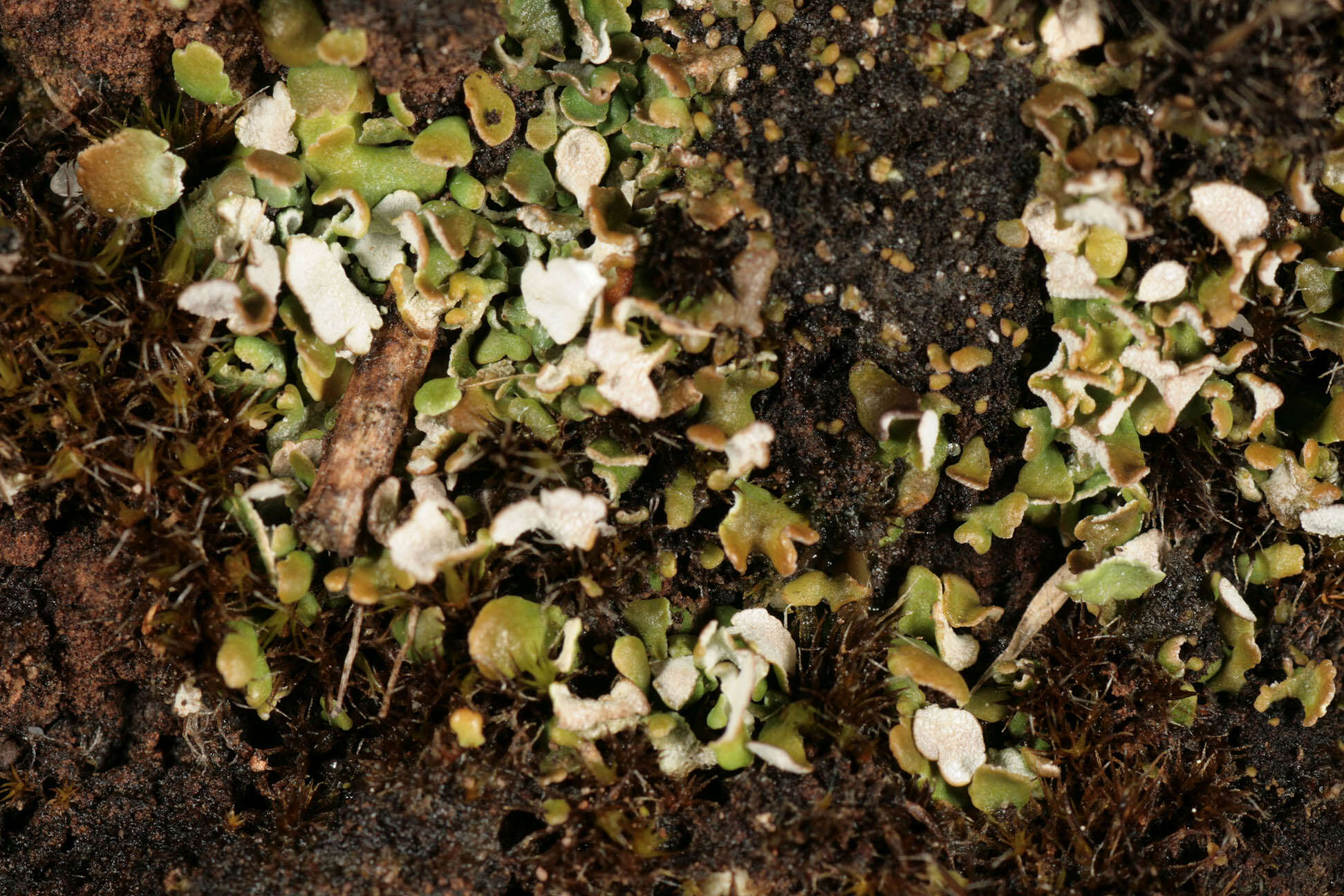 Image of Cladonia callosa Delise ex Harm.