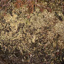 Image of cup lichen