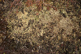 Image de Cladonia ramulosa (With.) J. R. Laundon