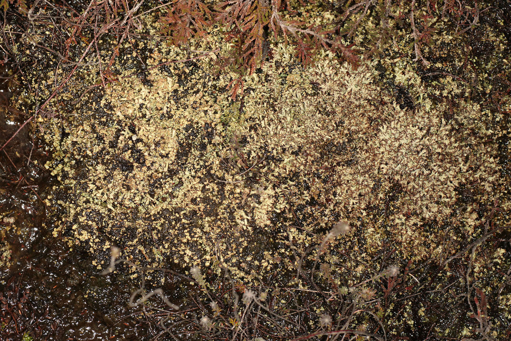 Image of cup lichen