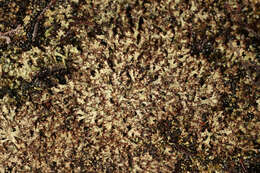 Image of cup lichen