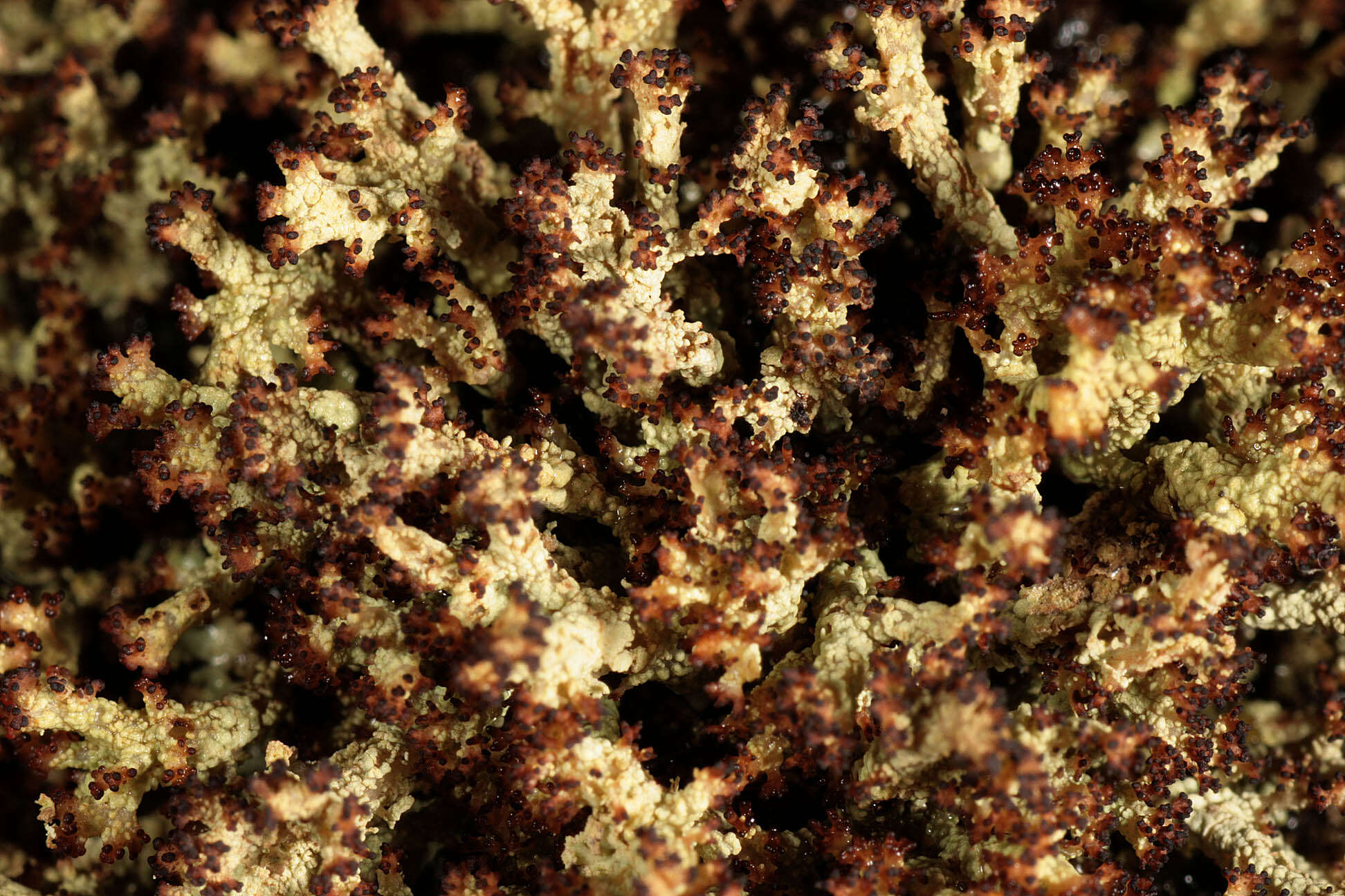 Image of cup lichen