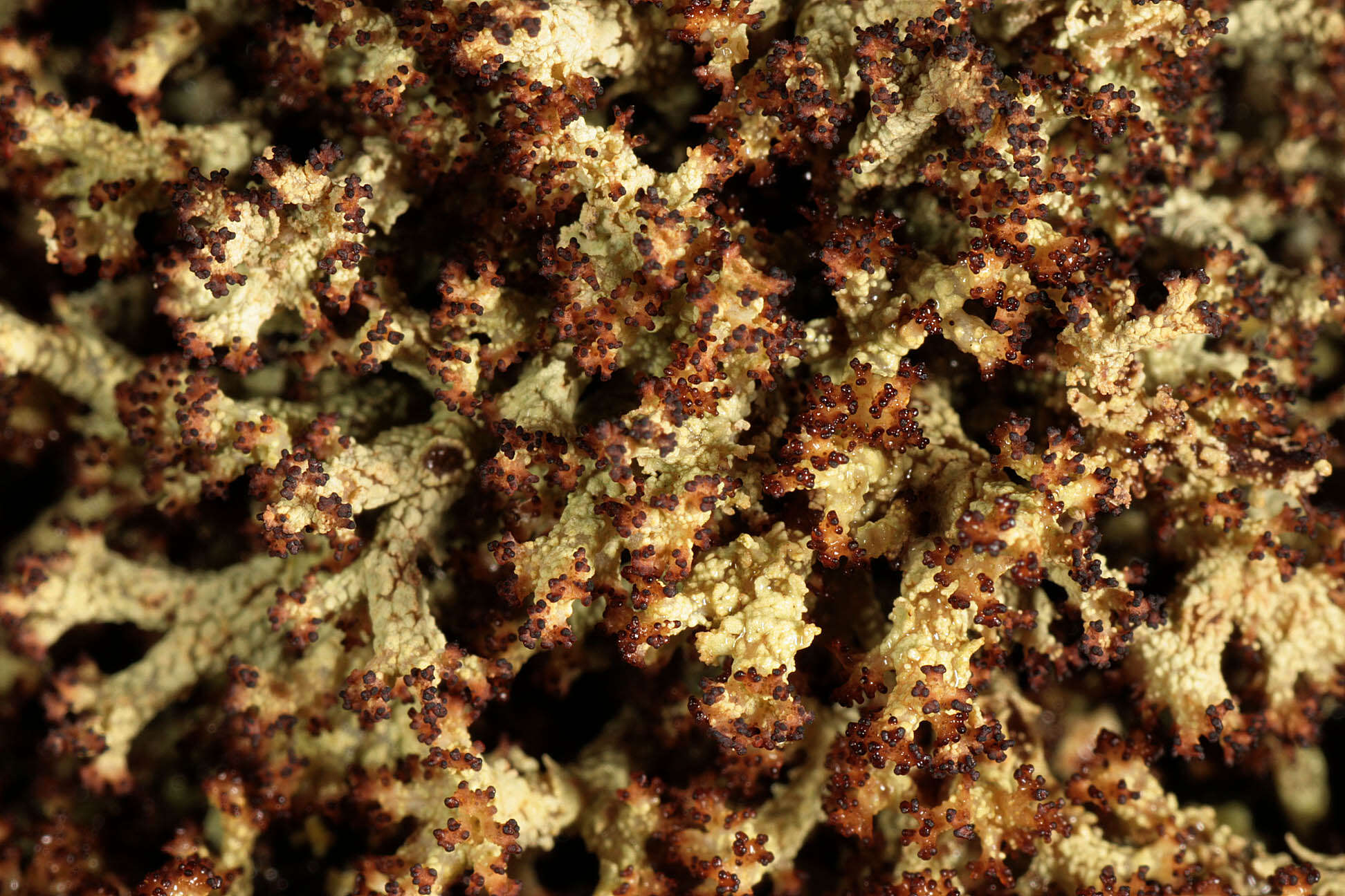 Image of cup lichen