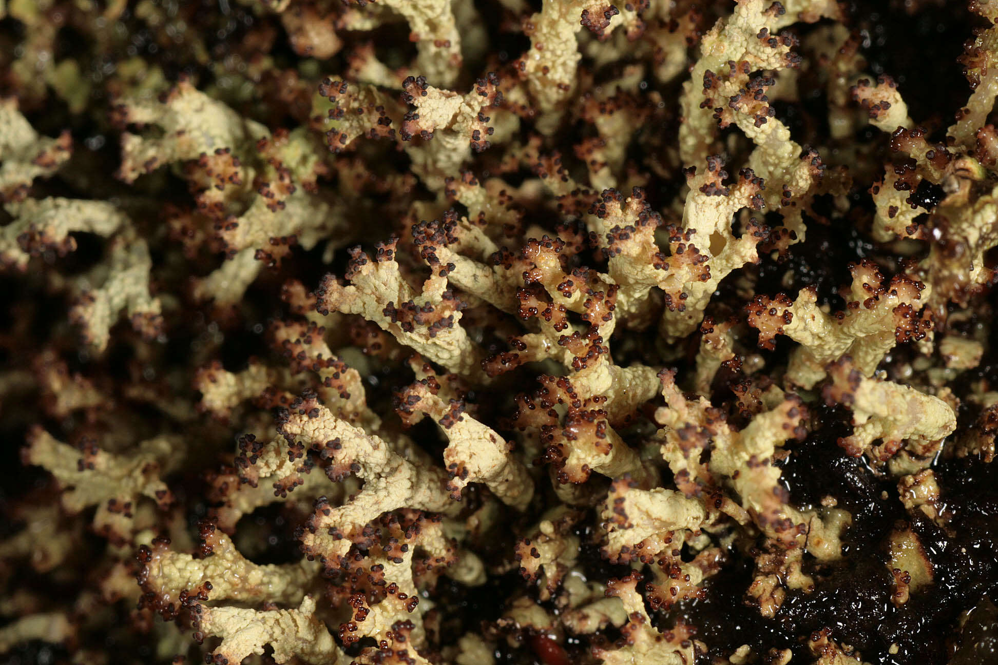 Image of cup lichen