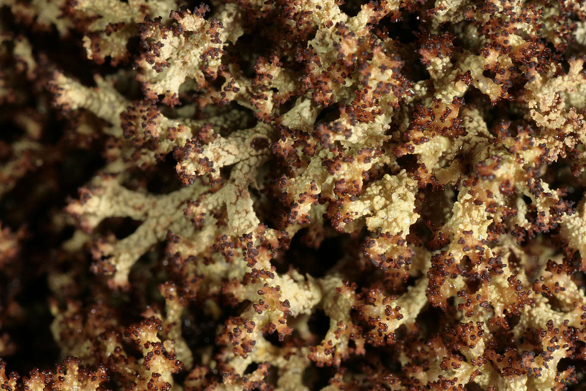 Image of cup lichen