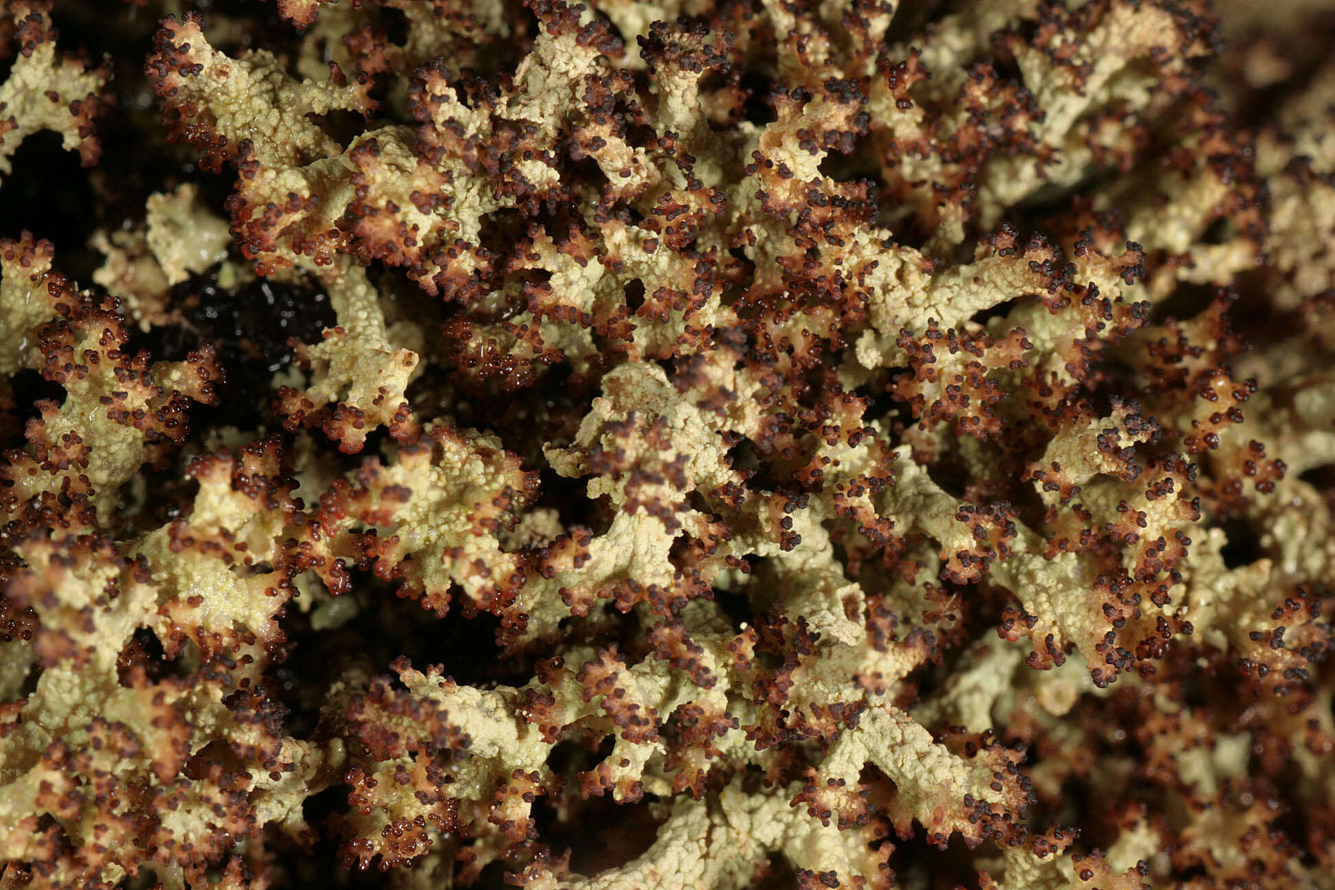 Image of cup lichen