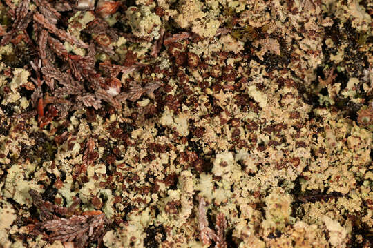 Image of cup lichen