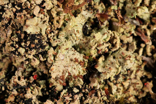 Image of cup lichen