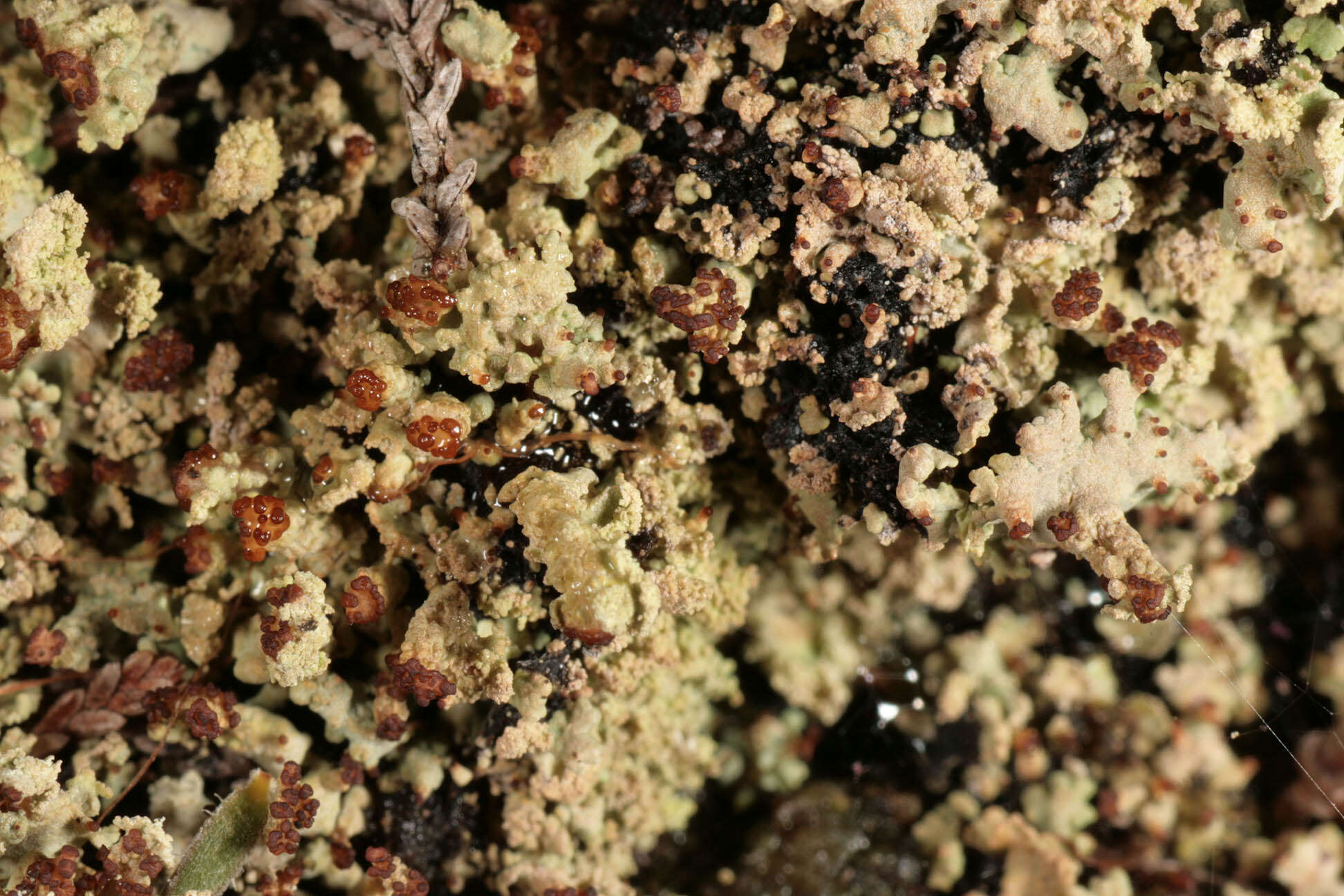 Image of cup lichen