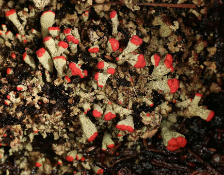 Image de Cladonia incrassata Flörke