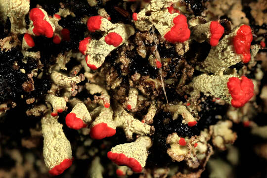 Image of cup lichen