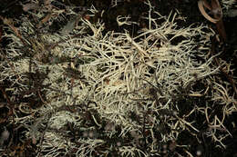 Image of Cladonia zopfii Vain.