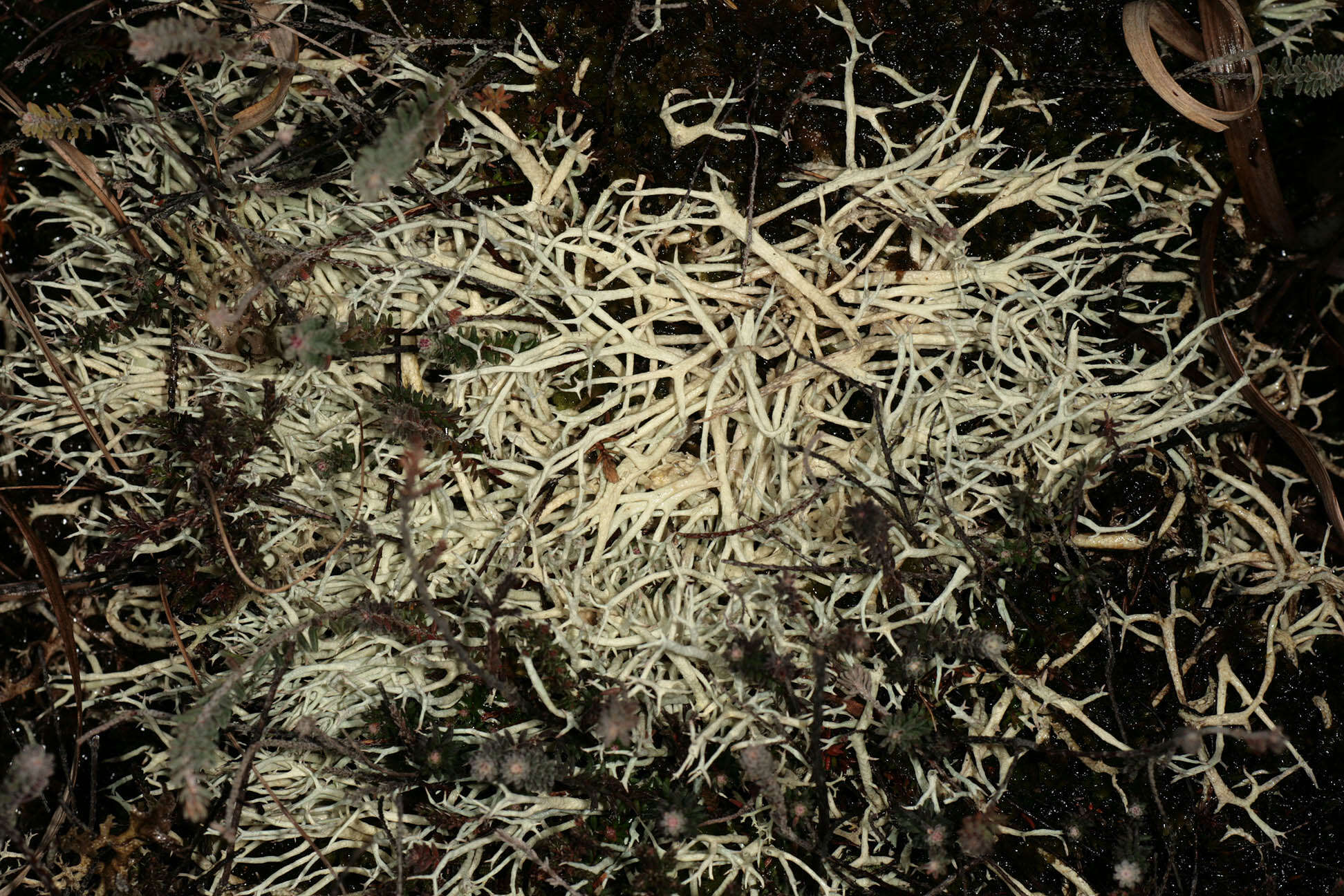 Image of Cladonia zopfii Vain.