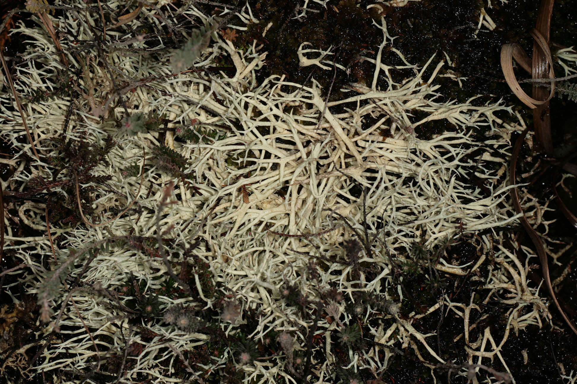 Image of Cladonia zopfii Vain.