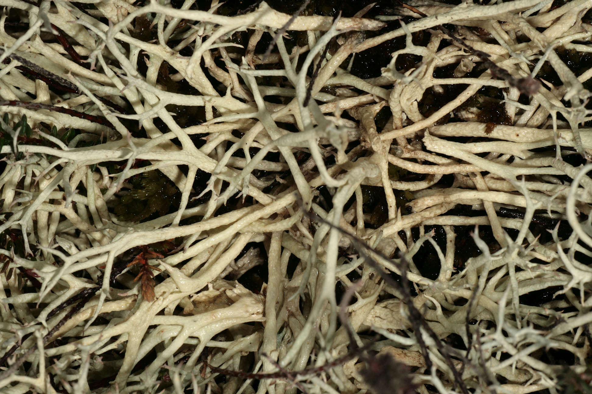 Image of Cladonia zopfii Vain.