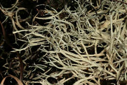 Image of Cladonia zopfii Vain.