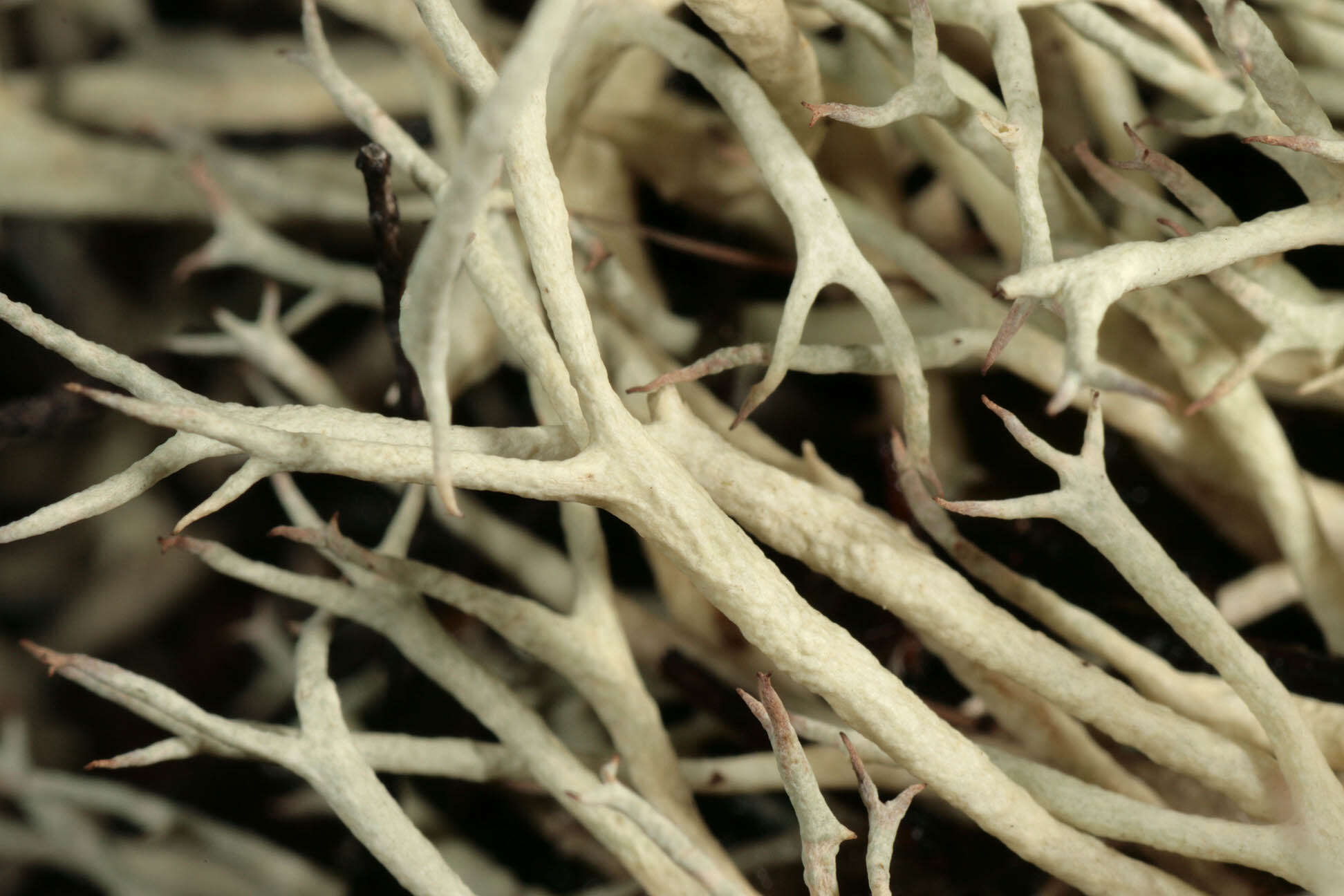 Image of Cladonia zopfii Vain.