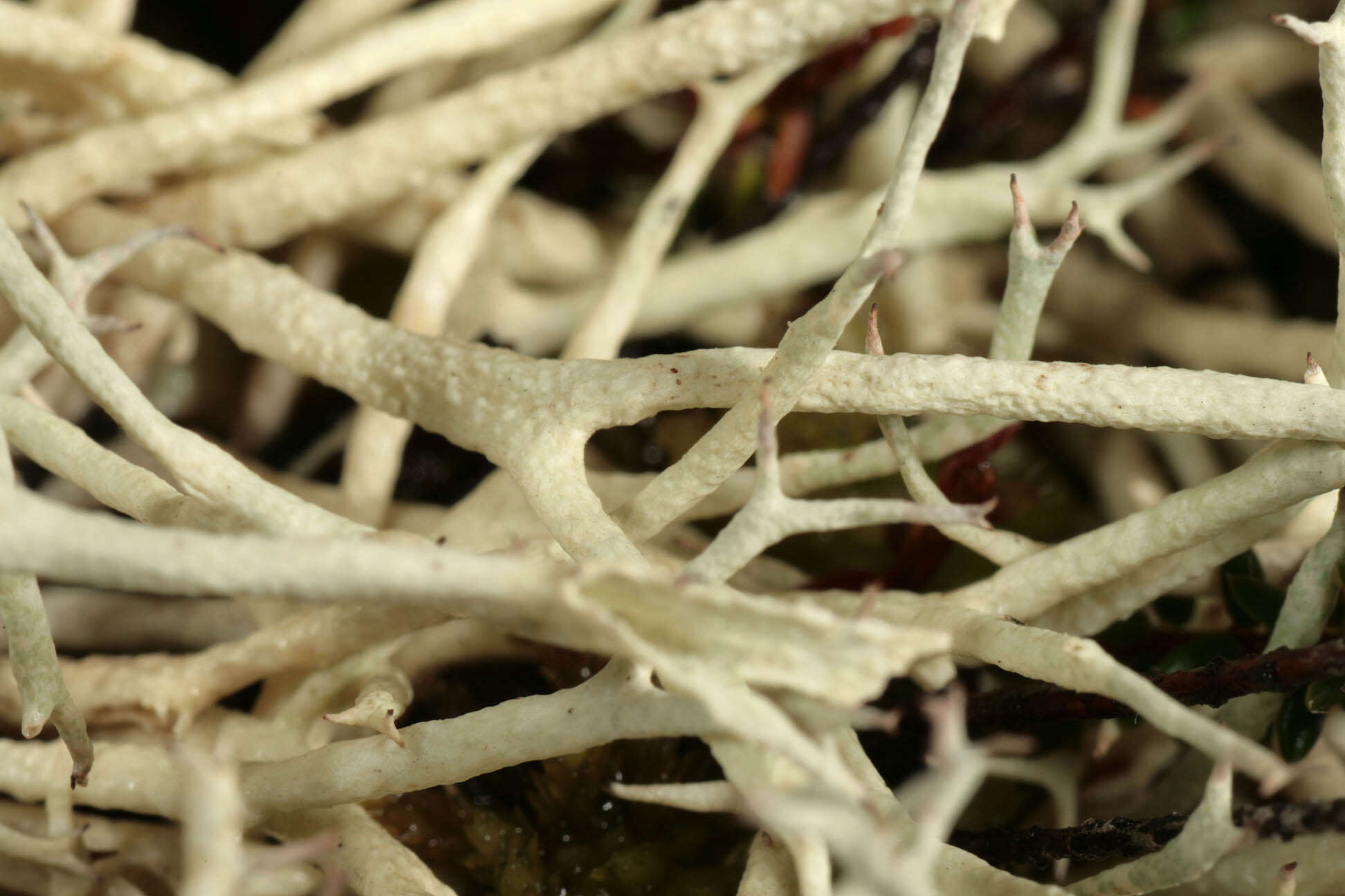 Image of Cladonia zopfii Vain.