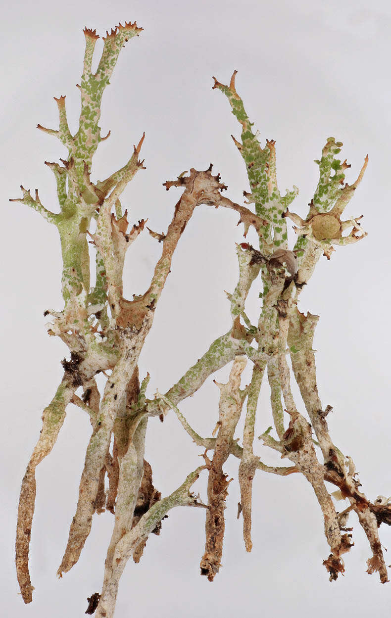 Image of cup lichen