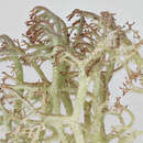 Image of Cladonia ciliata var. ciliata