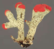 Image of cup lichen