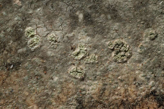 Image of porpidia lichen