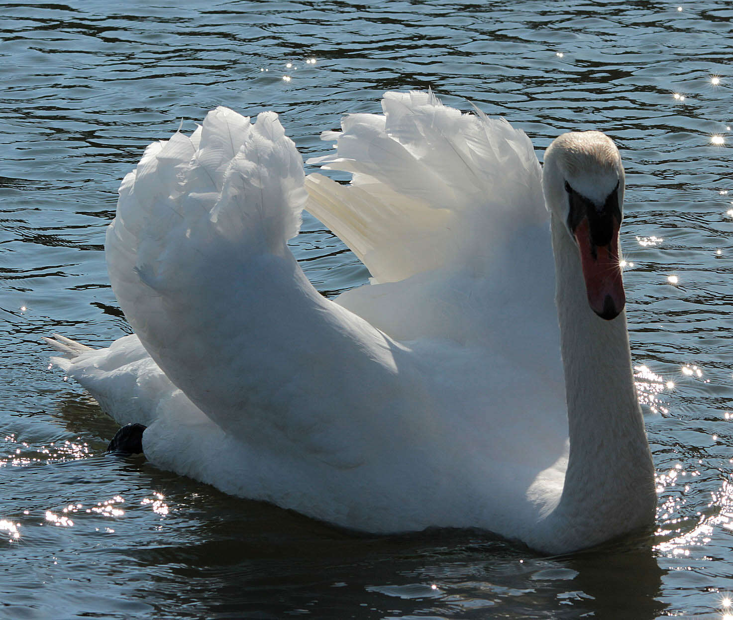 Image of Mute Swan