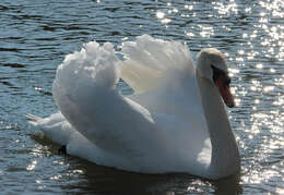 Image of Mute Swan