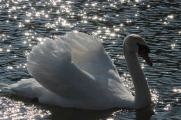 Image of Mute Swan