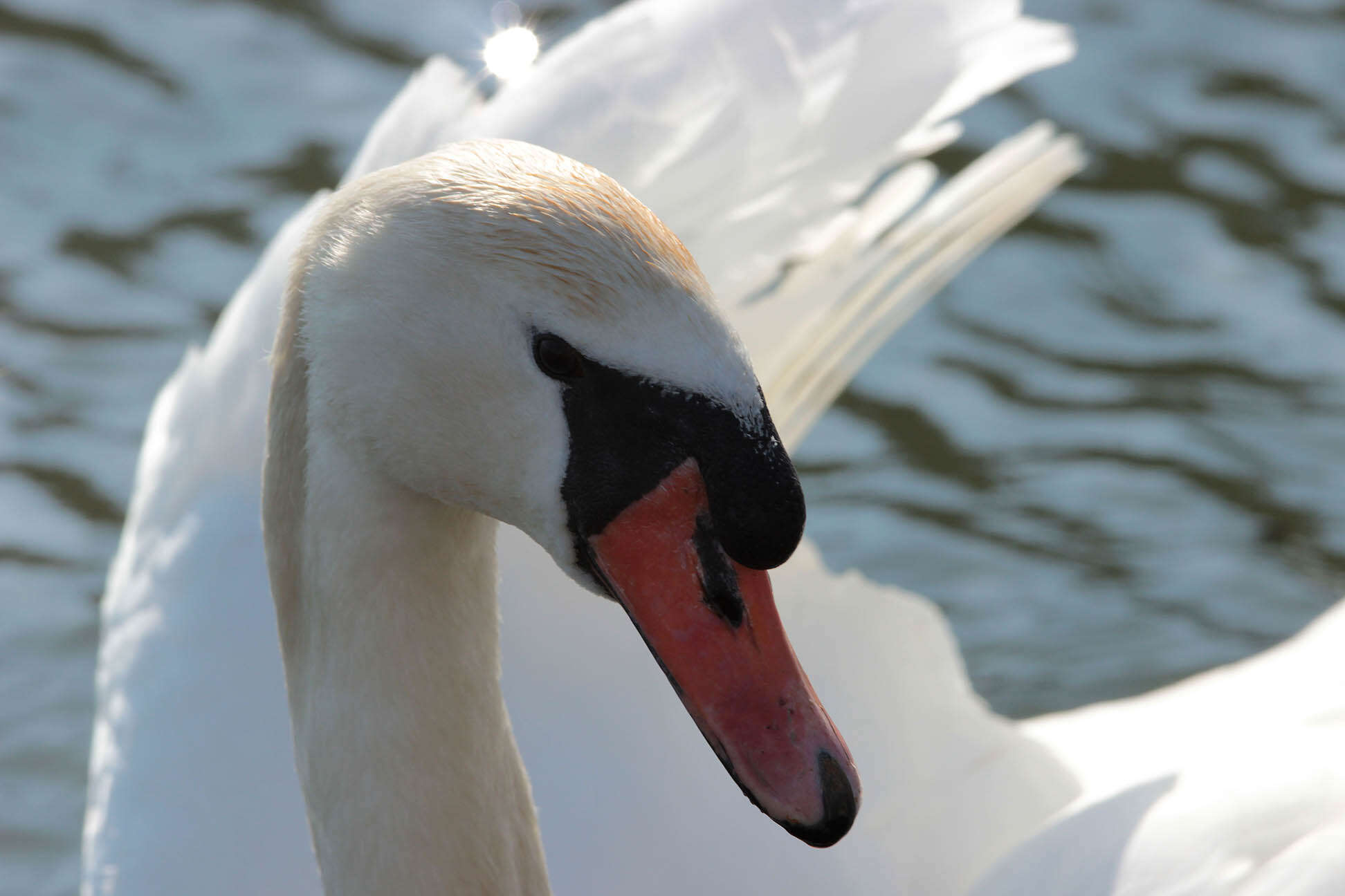 Image of Mute Swan