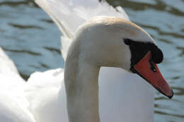 Image of Mute Swan