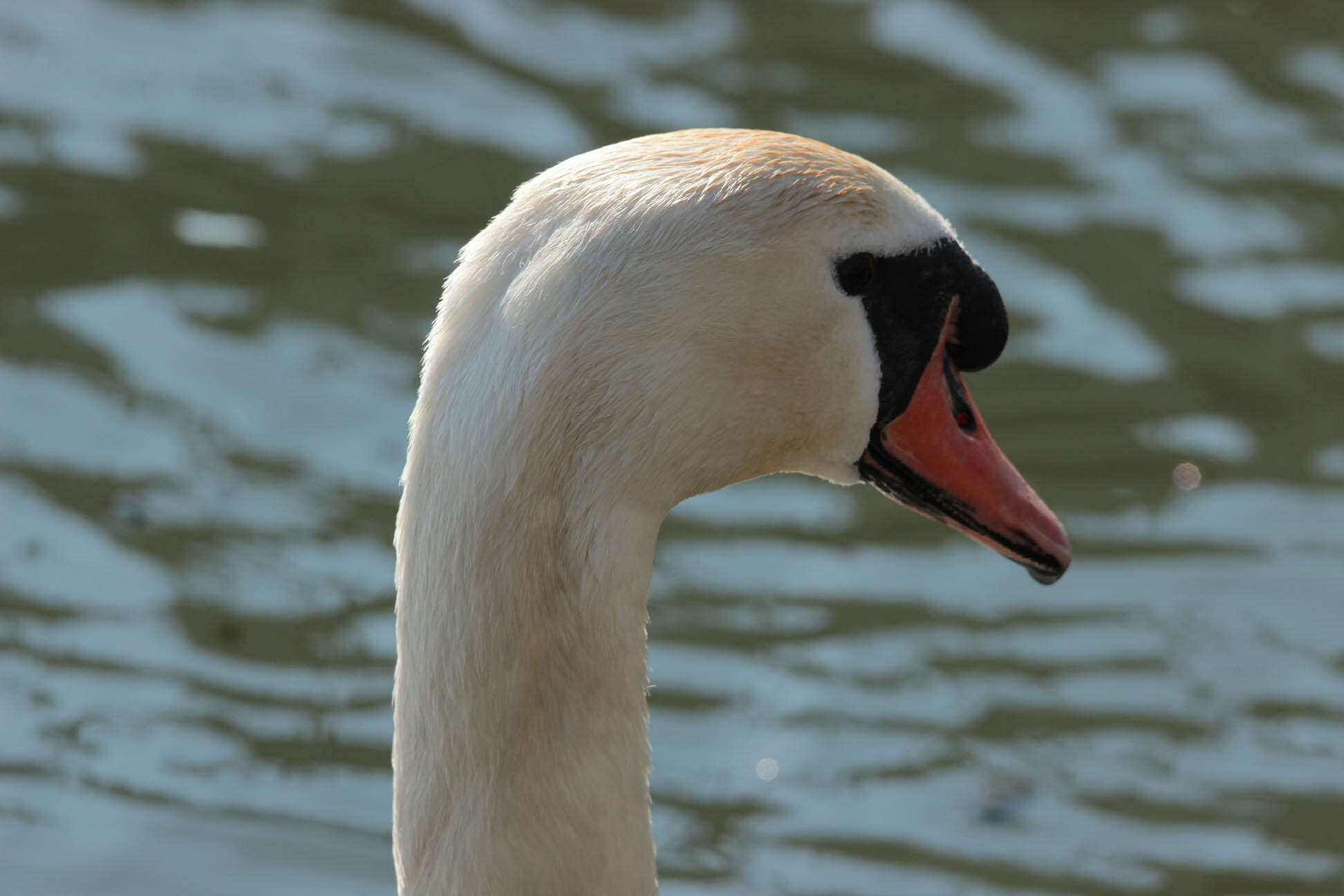 Image of Mute Swan