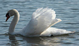 Image of Mute Swan