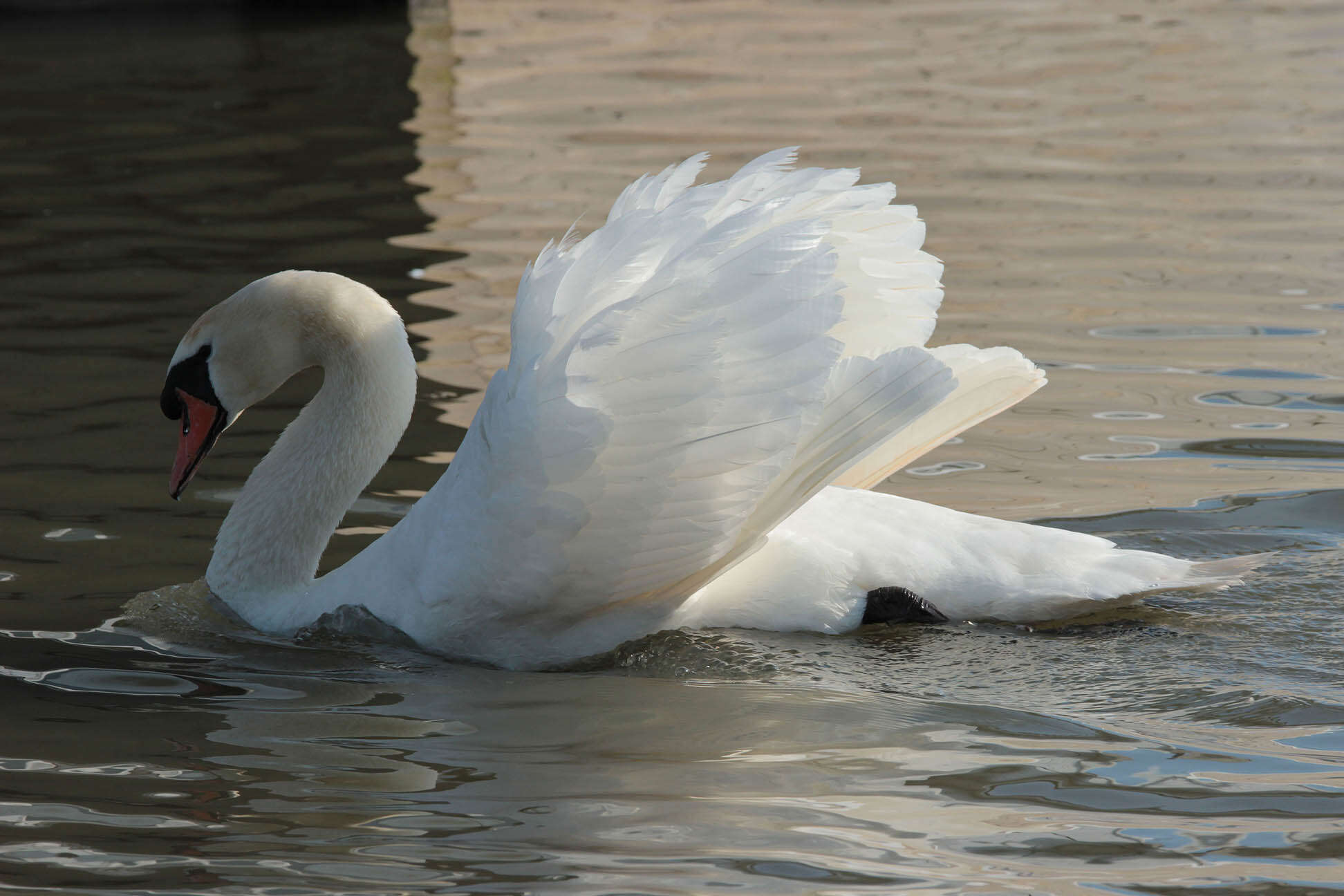 Image of Mute Swan