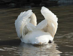 Image of Mute Swan