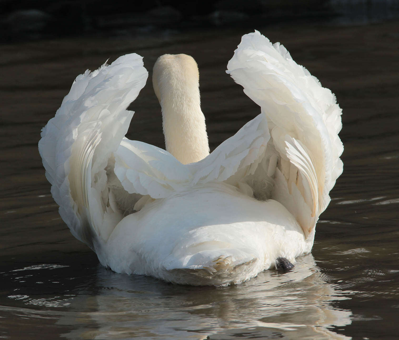 Image of Mute Swan