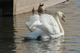 Image of Mute Swan