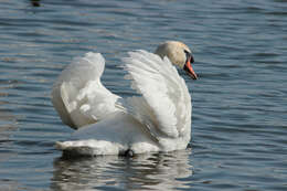 Image of Mute Swan