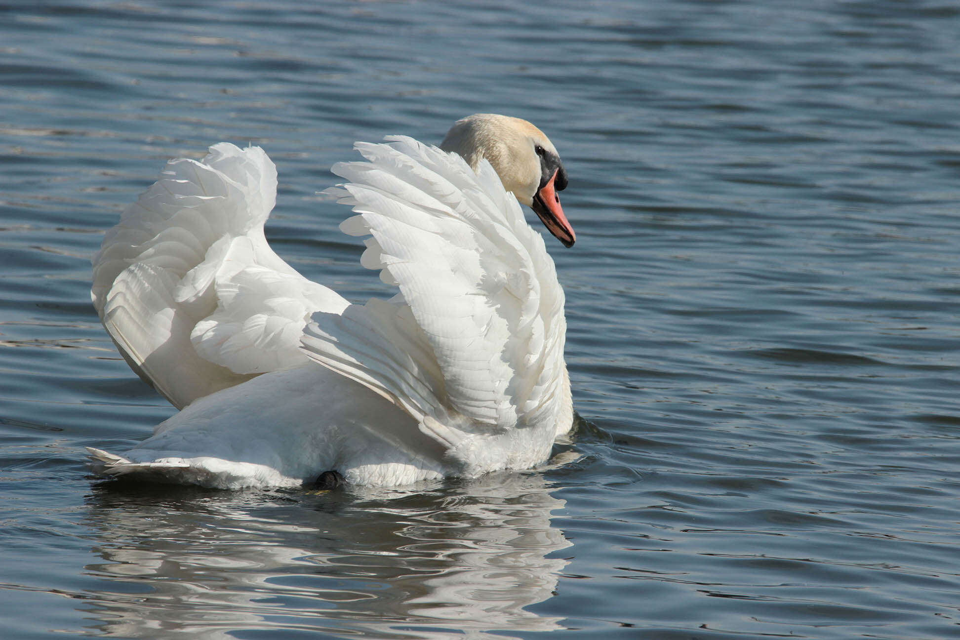 Image of Mute Swan