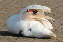 Image of Mute Swan