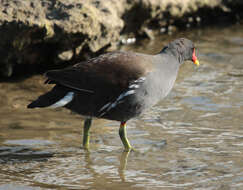 Image of Common Moorhen