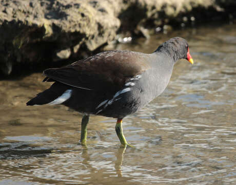 Image of Common Moorhen