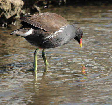 Image de Gallinule poule-d'eau