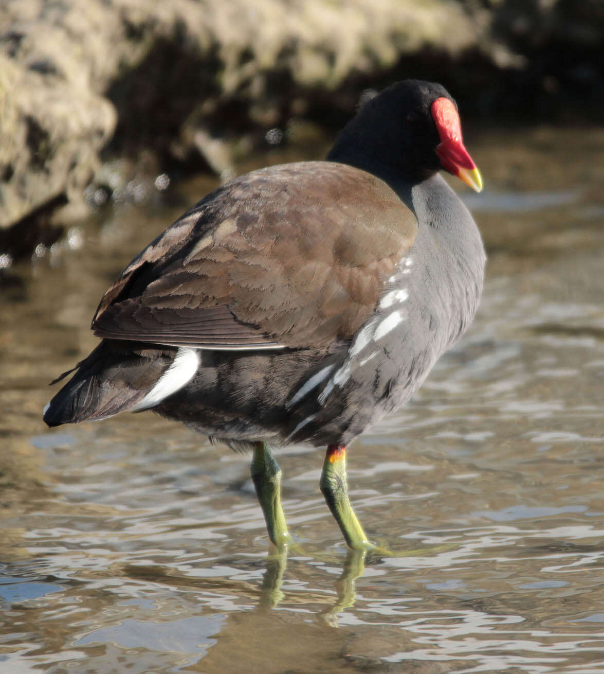 Image of Common Moorhen