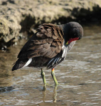 Image of Common Moorhen