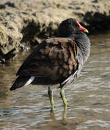 Image of Common Moorhen