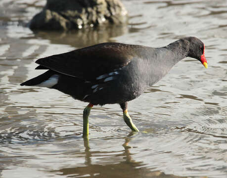 Image of Common Moorhen