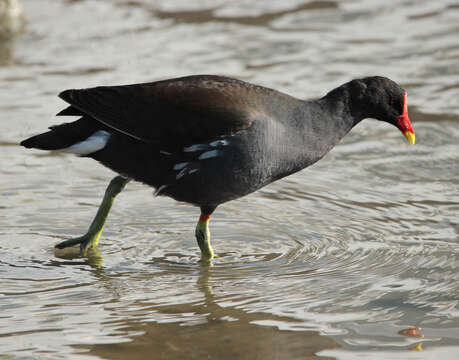 Image de Gallinule poule-d'eau