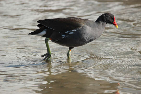 Image of Common Moorhen